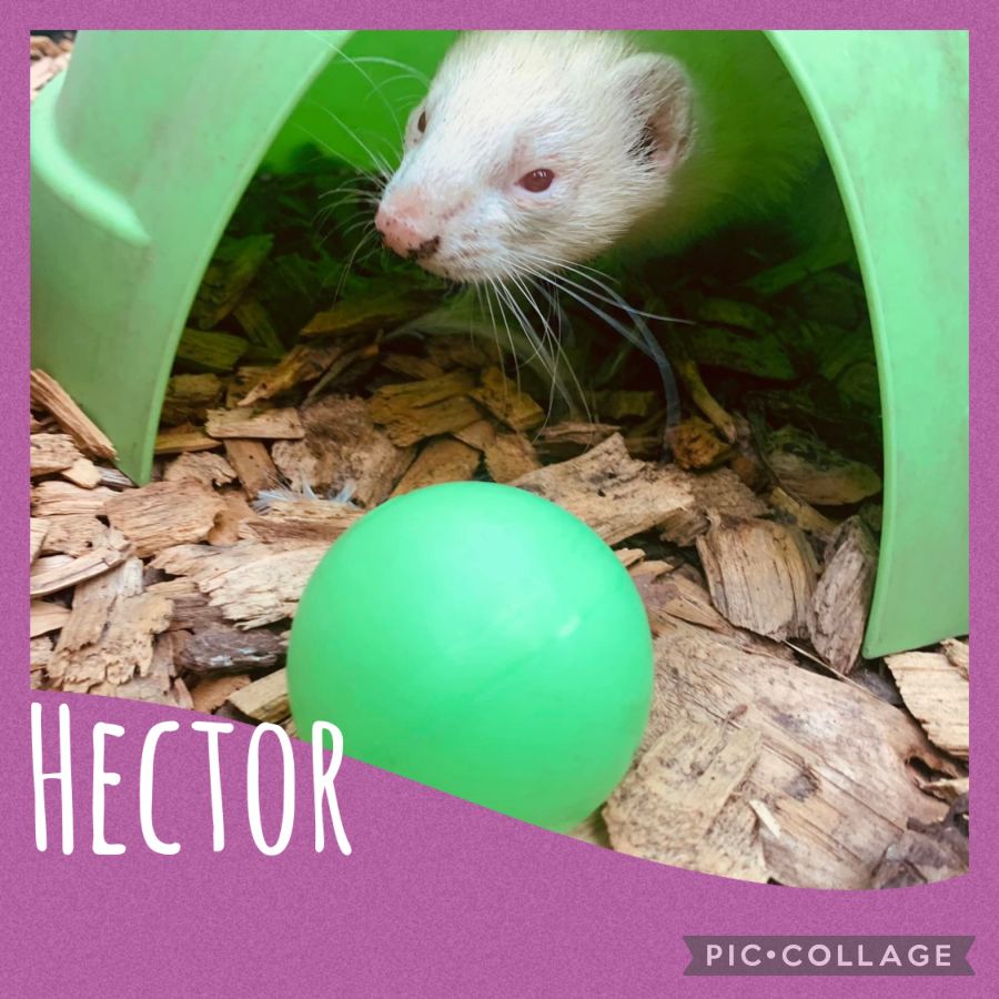 Hector Male Ferret in VIC PetRescue