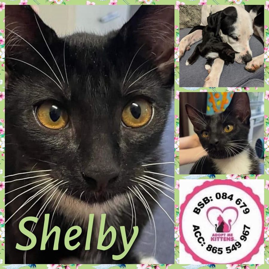 website to buy kittens