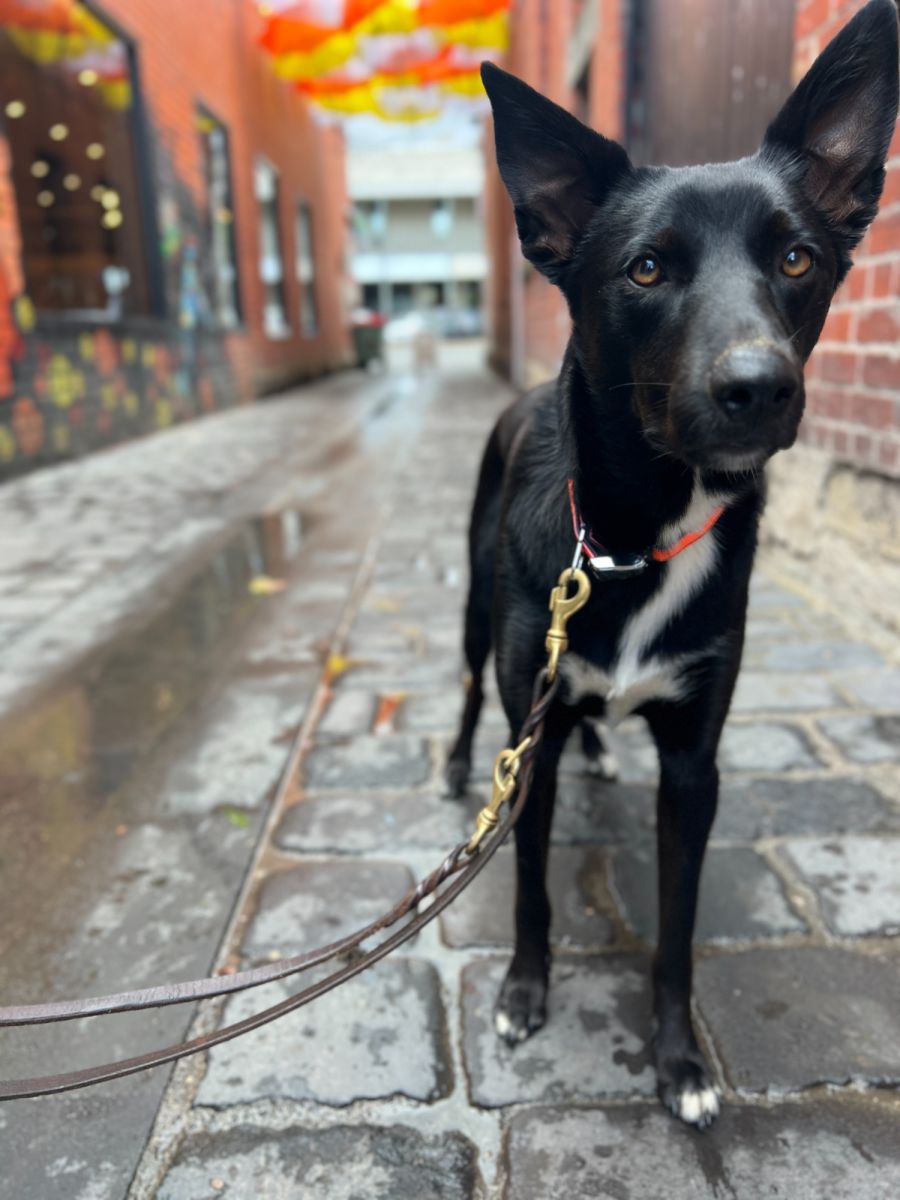Leo Medium Male Kelpie x Koolie x German Shepherd Dog in NSW PetRescue