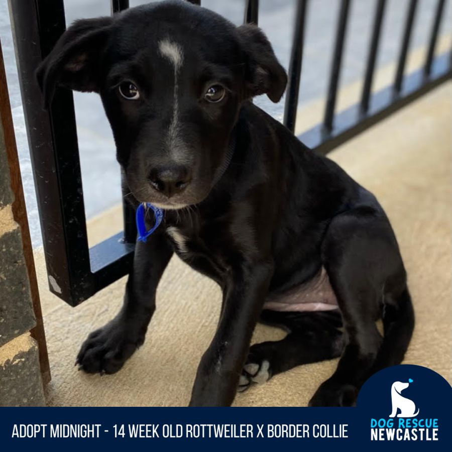 Midnight - 14 Week Old Rottweiler X (On Trial) - Large Female ...