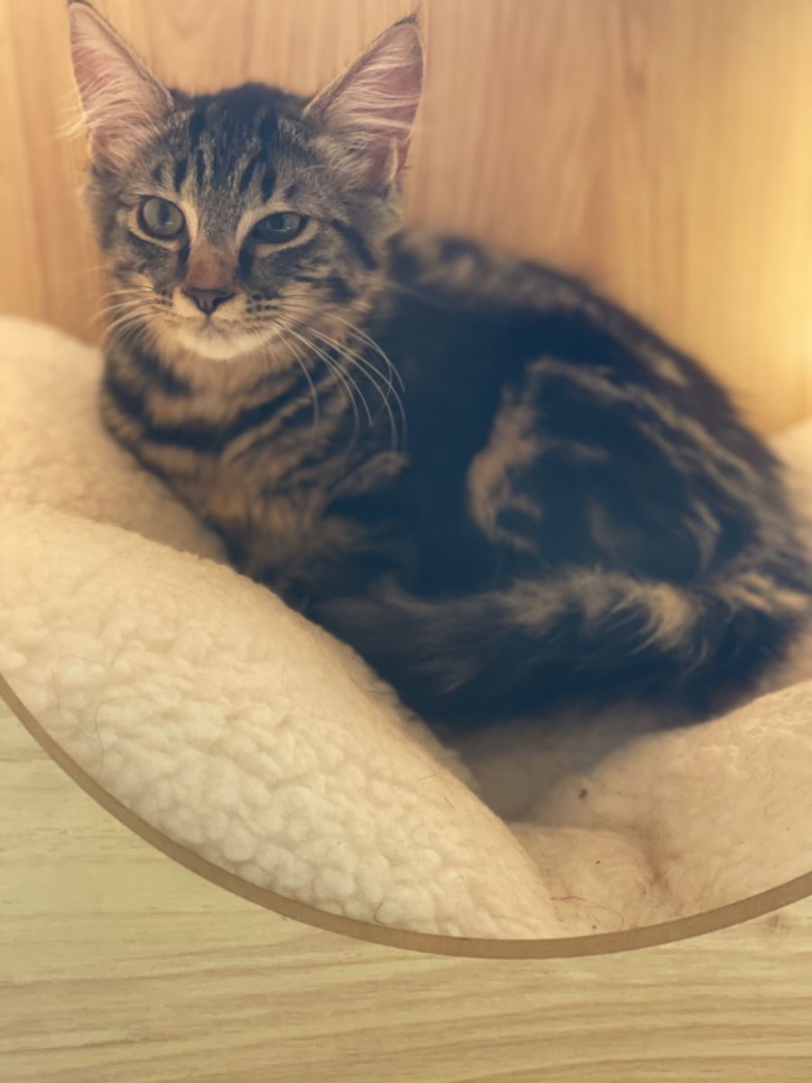 Patches Adopt me Petstock Hastings 19/03/23 Female Domestic