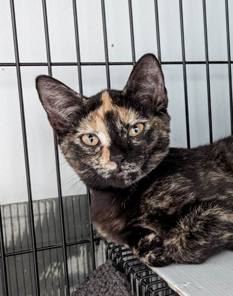 Central Coast Animal Care Facility - PetRescue Central Coast Animal Care Facility - PetRescue