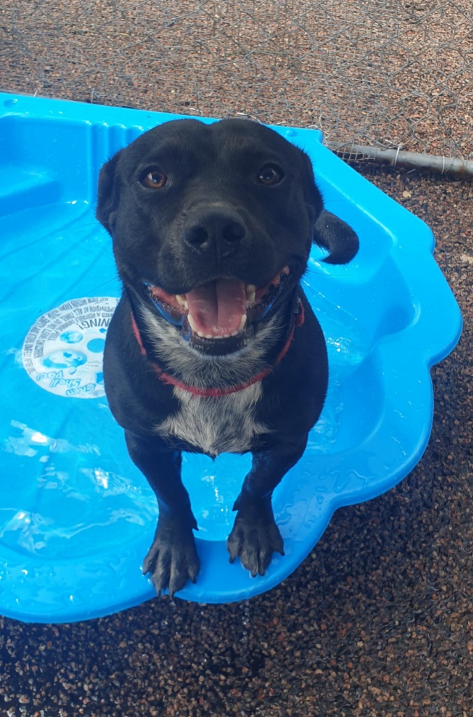 Meatball Medium Male Mixed Breed Mix Dog in NT PetRescue