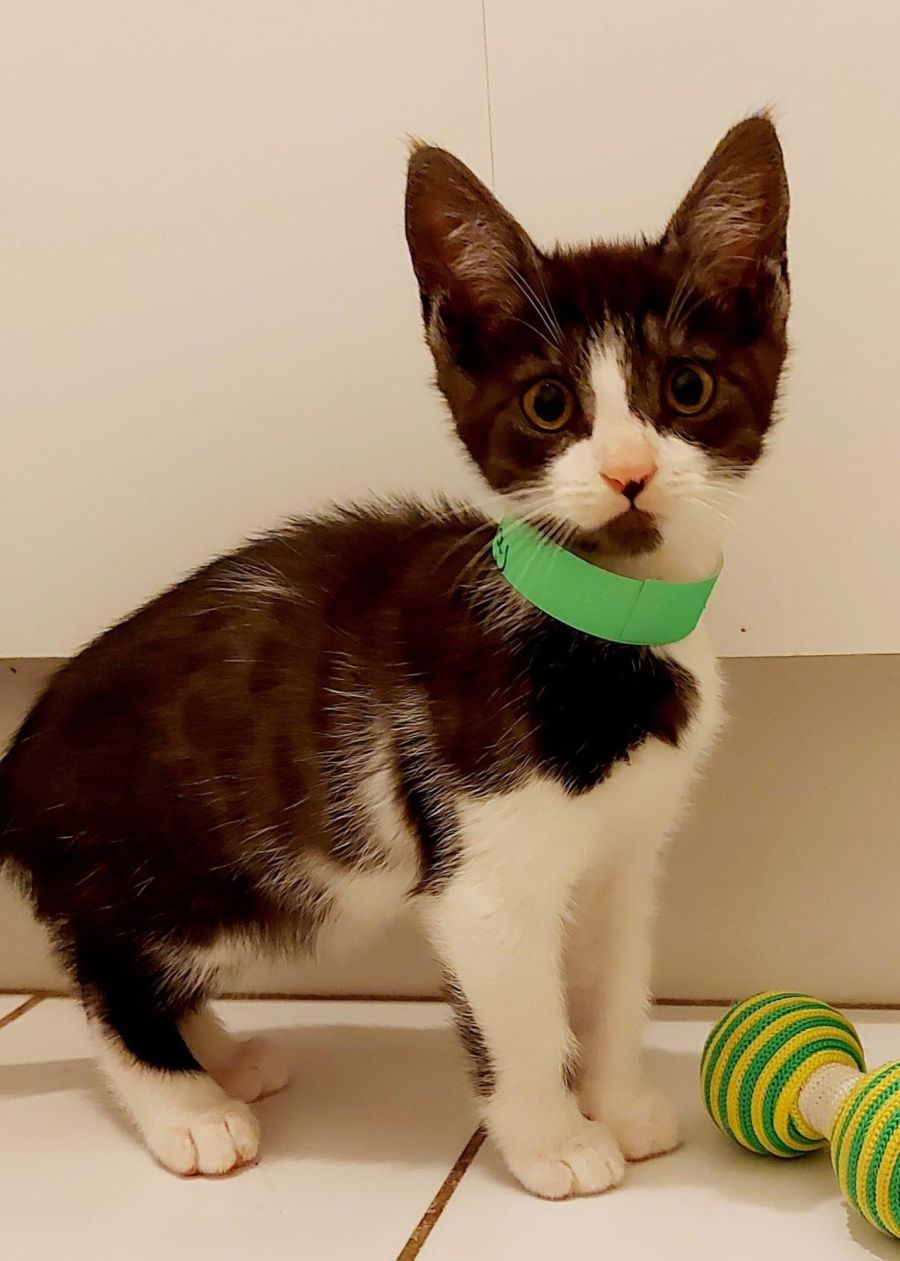 Valentino Adopt me Petstock Hastings Male Domestic Short Hair Cat