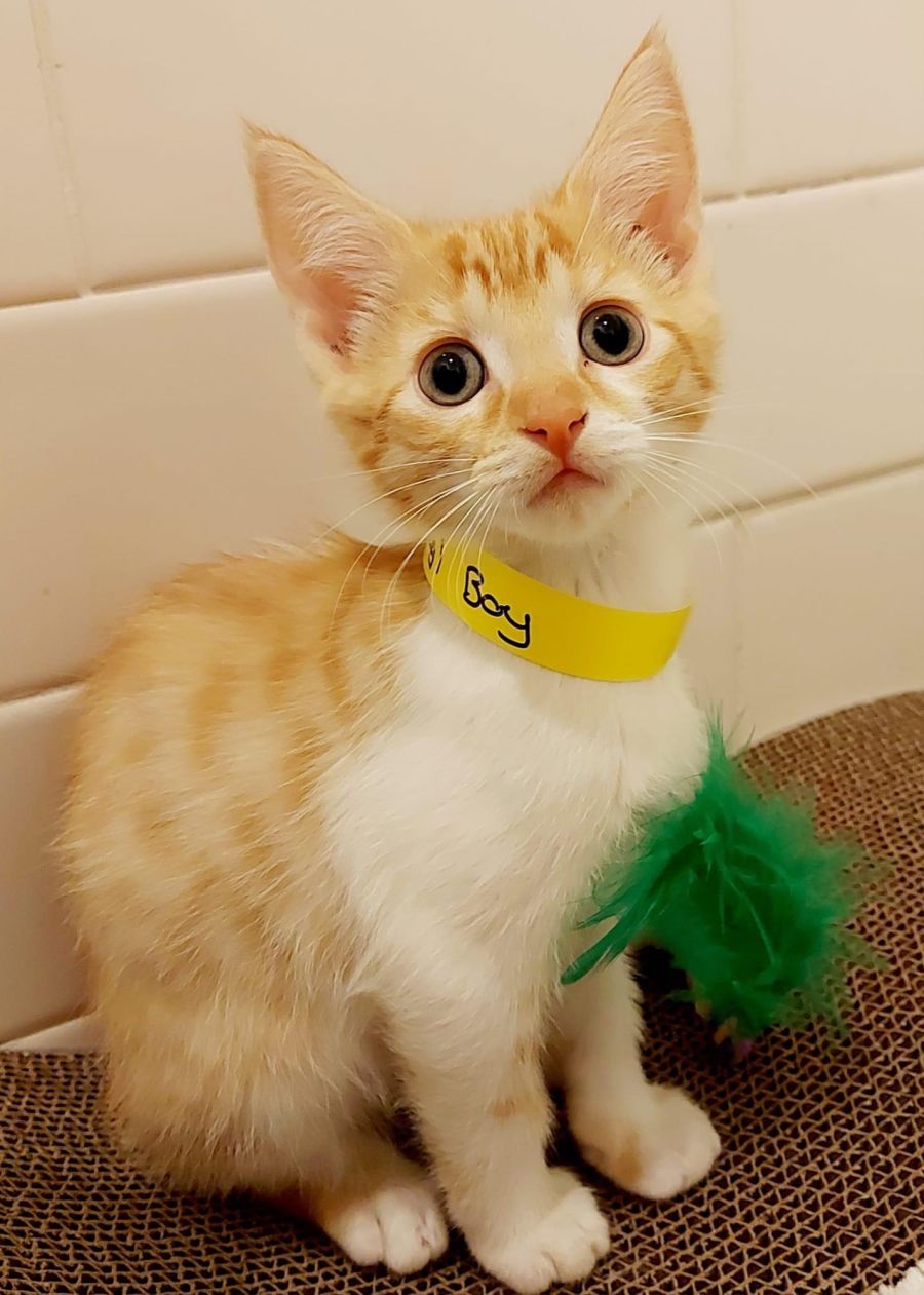 Romeo Adopt me Petstock Hastings Male Domestic Short Hair Cat in