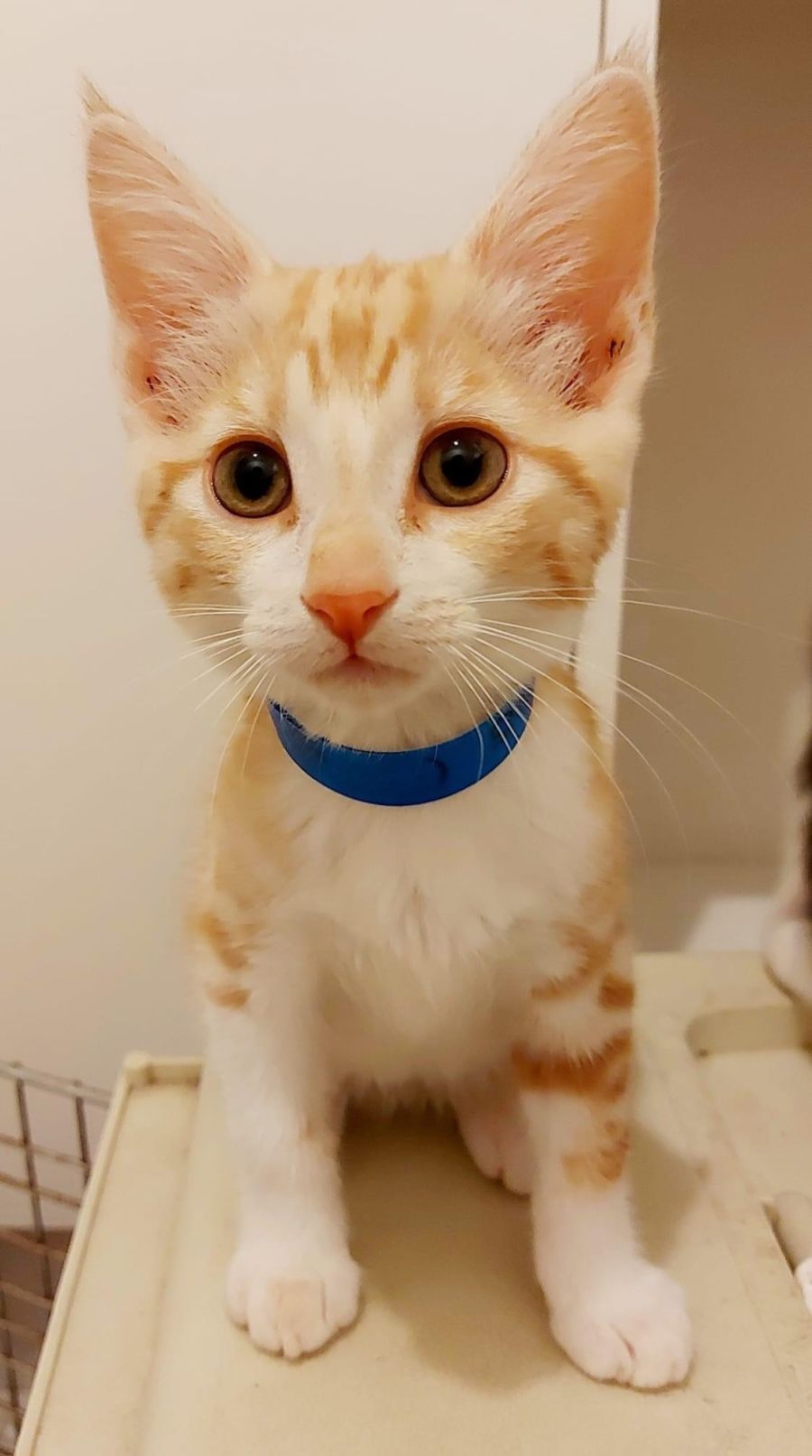 Love Bug 🐞 Adopt me Petstock Hastings Male Domestic Short Hair