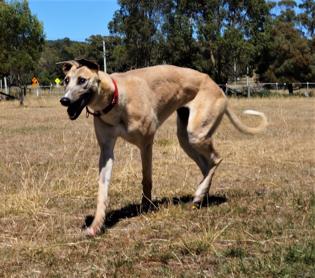 Alice Large Female Greyhound Dog in TAS PetRescue