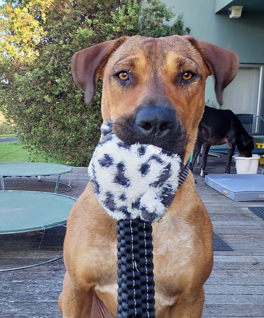 Biscotti Large Female Mixed Breed Dog in NSW PetRescue