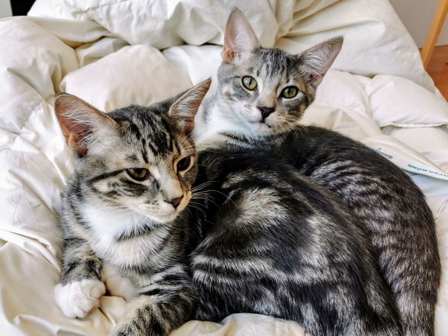 Artemis & Apollo - Male Domestic Short Hair Cat in VIC - PetRescue