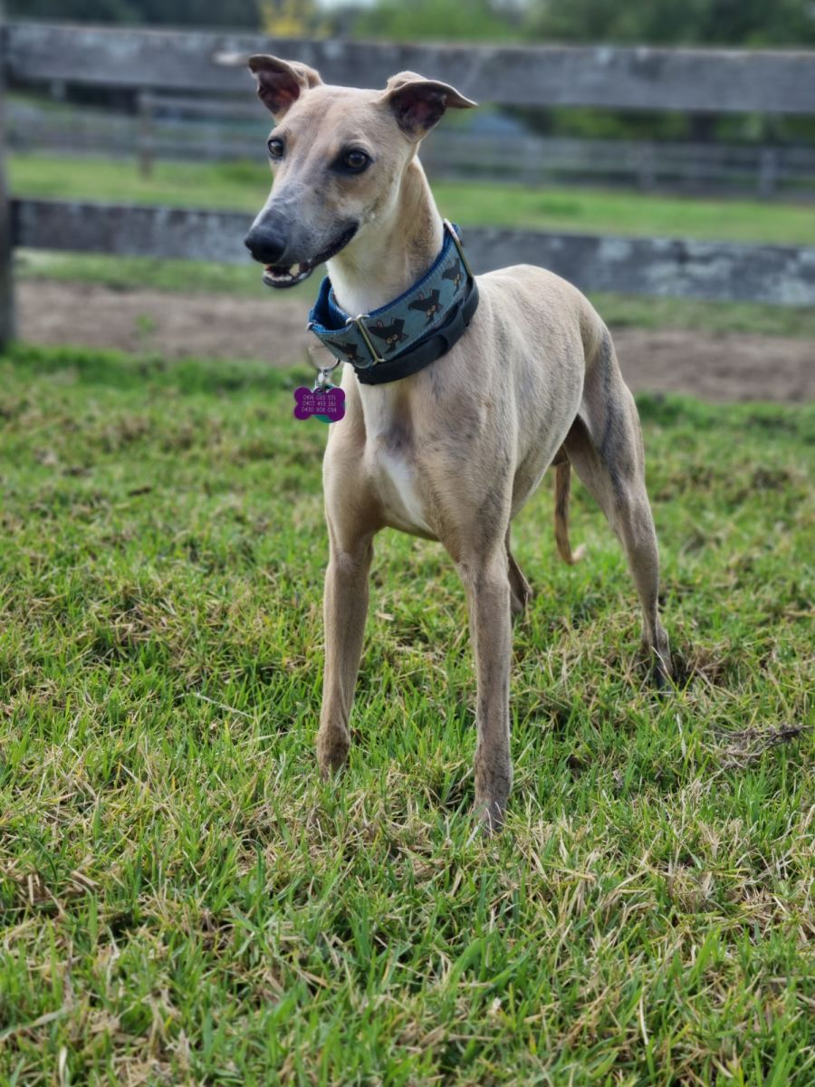 Huey Small Male Whippet Dog in NSW PetRescue