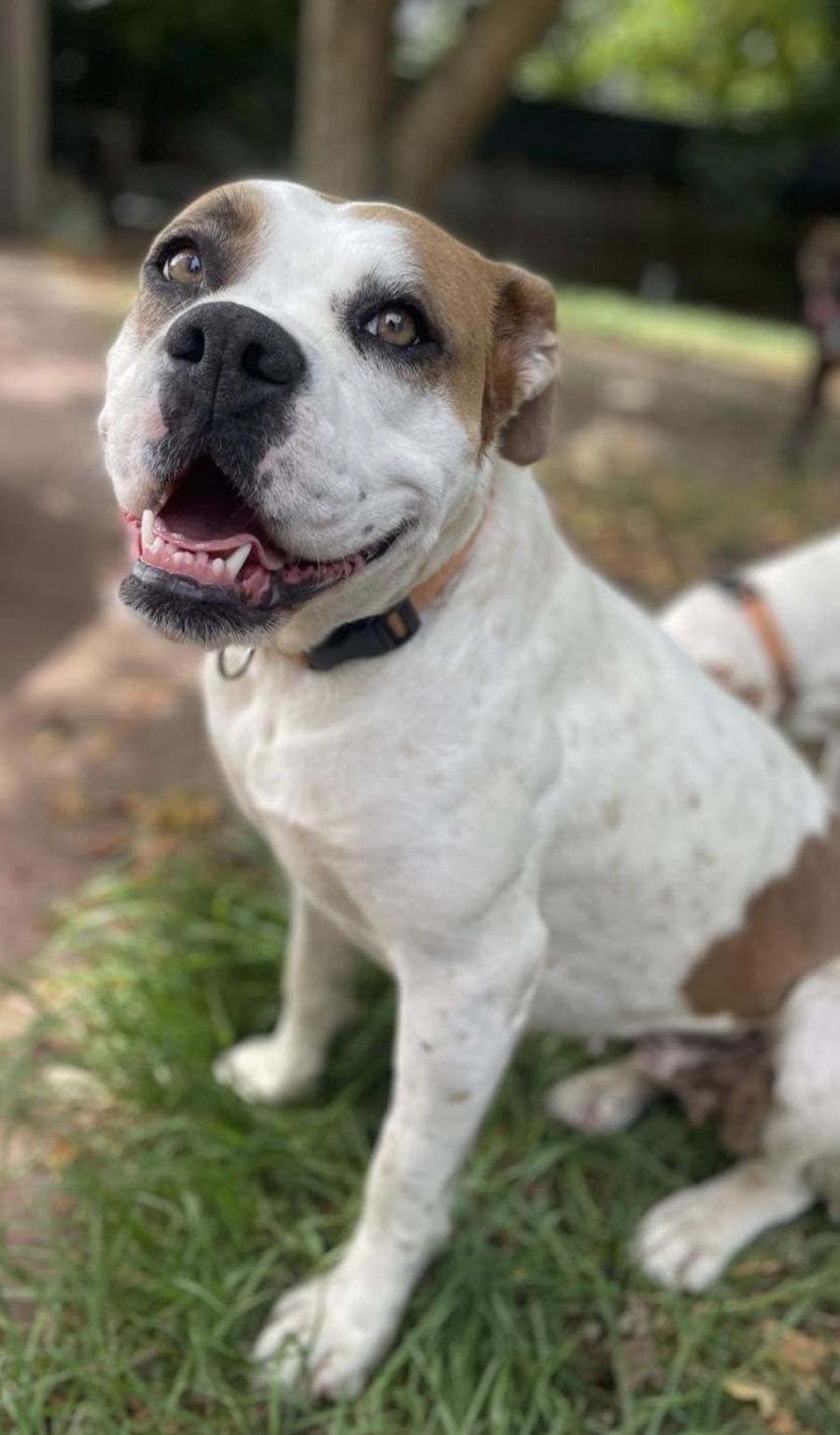 Peanut Brittle Medium Female Australian Bulldog Mix Dog in VIC