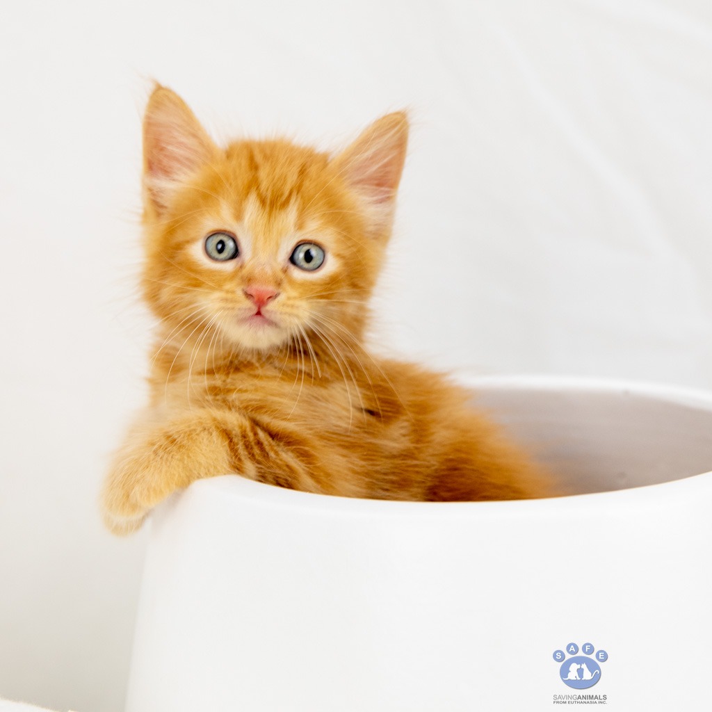 SAFE Karratha (Saving Animals From Euthanasia) PetRescue