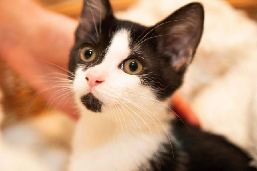 Charlie meet me at Petstock Hastings store Male Domestic Short Hair