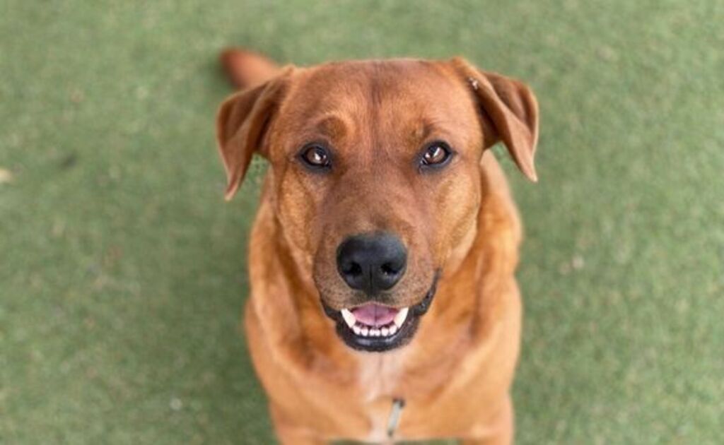 Archie Large Male Rhodesian Ridgeback x Rottweiler Mix Dog in VIC PetRescue