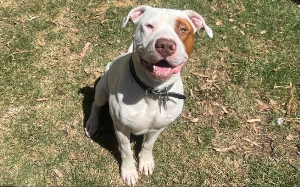 Scotty Large Male American Bulldog x American Staffy Mix Dog in VIC PetRescue