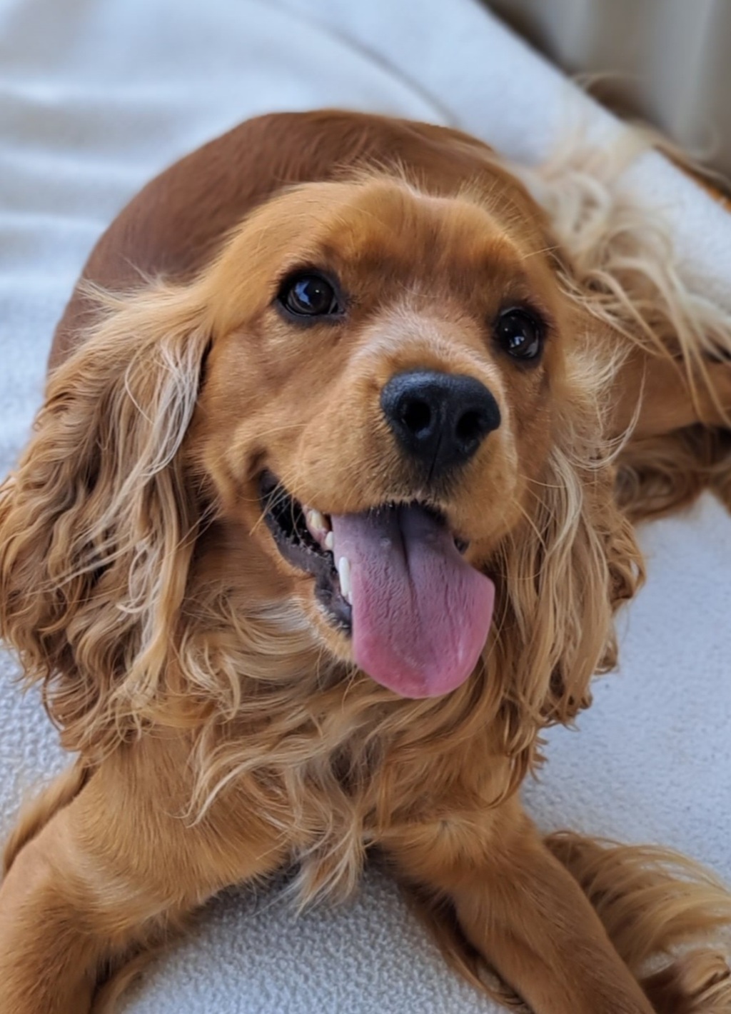 Cavalier Cross Cavocker Cockalier Puppies For Sale Best Cavalier