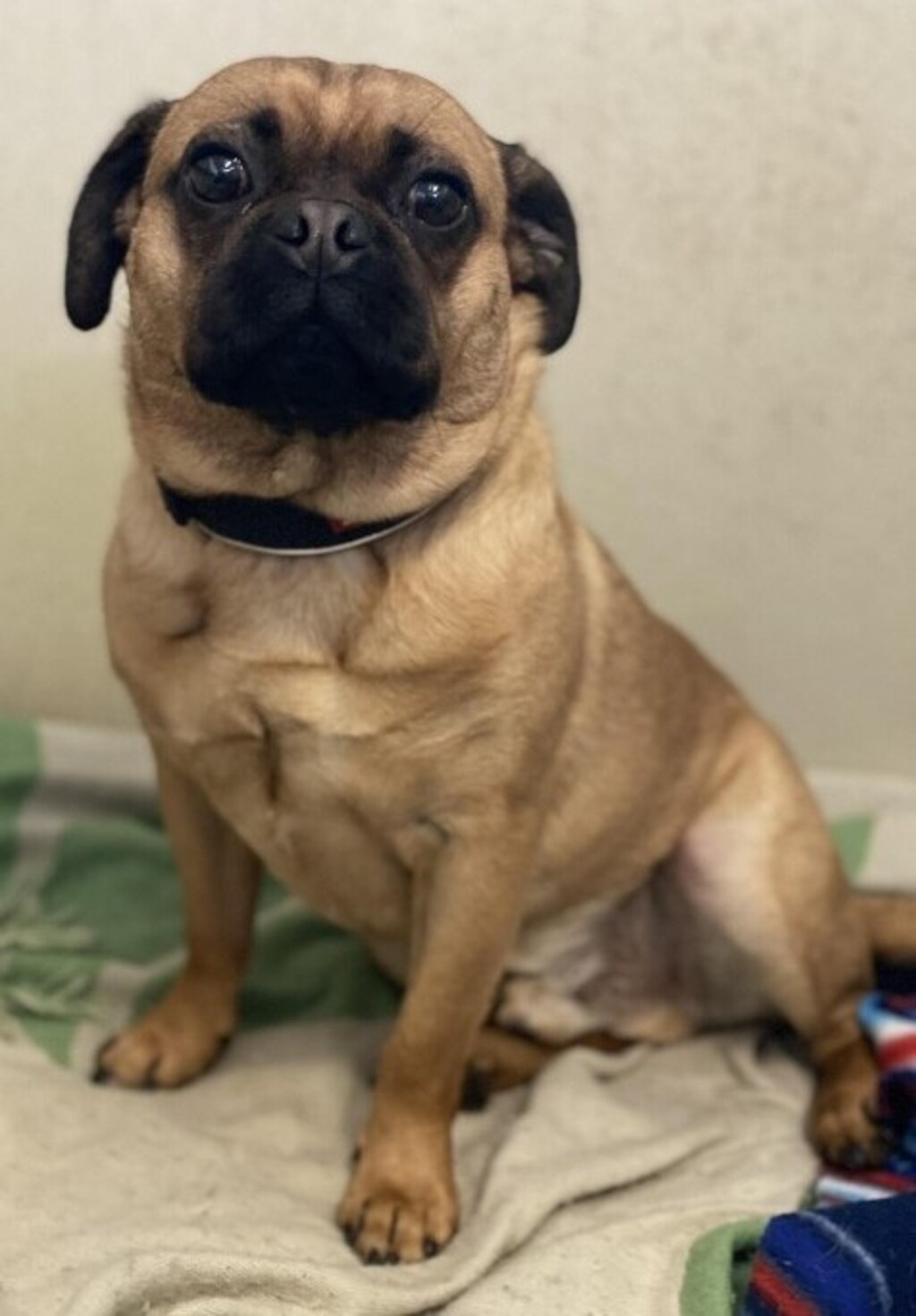 Gus Medium Male Jack Russell Terrier x Pug Mix Dog in VIC PetRescue