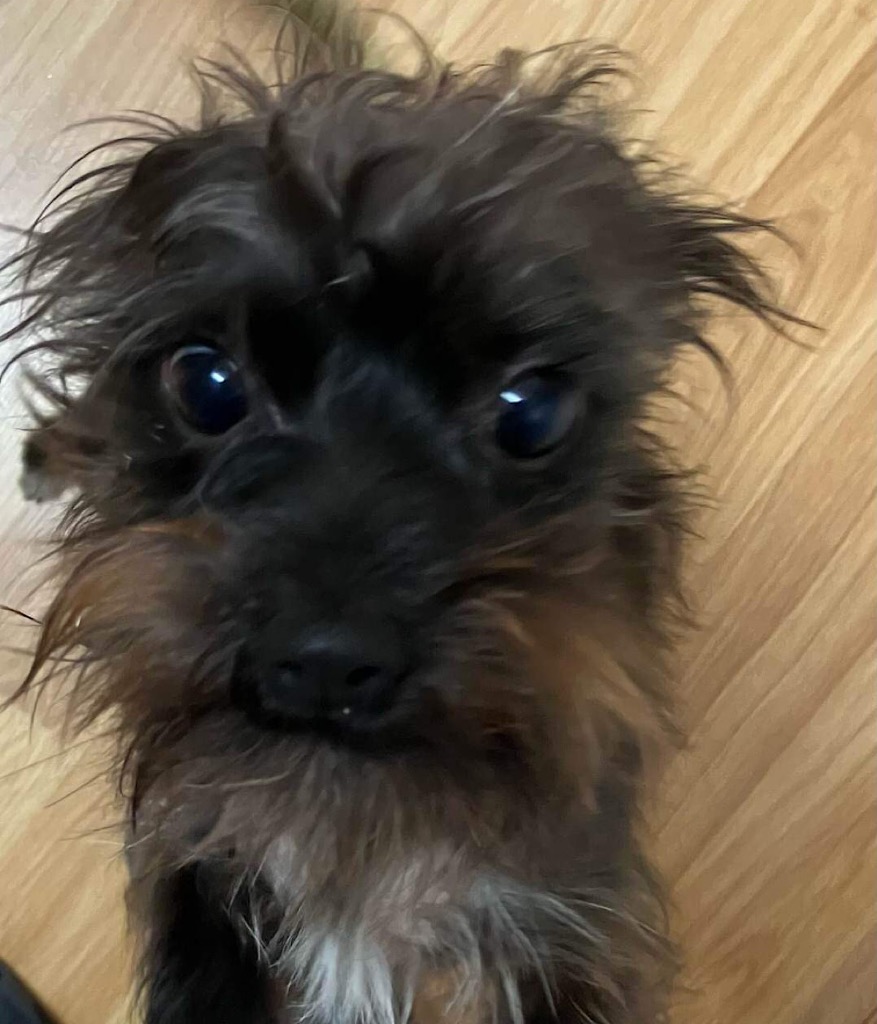 Flynn - Small Male Affenpinscher x Terrier Mix Dog in WA - PetRescue