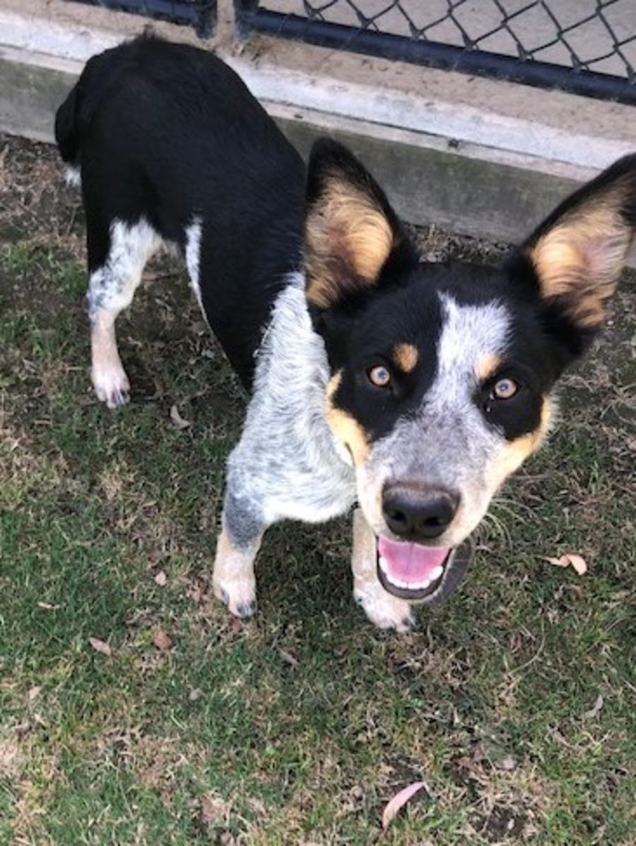 Banjo - Medium Male Blue Heeler Mix Dog in VIC - PetRescue