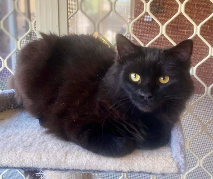 Lubia - Female Domestic Medium Hair Cat in VIC - PetRescue