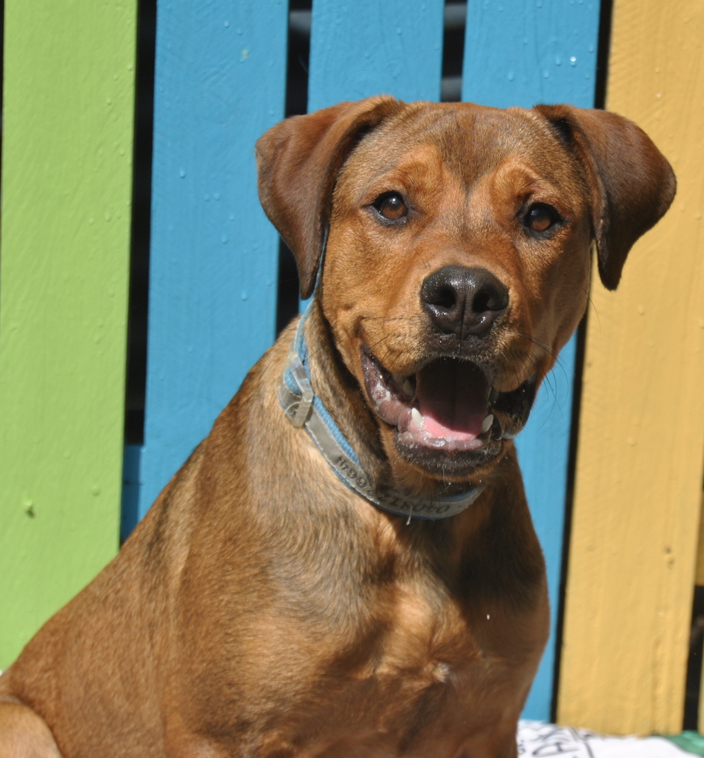 Moose - Medium Male Rottweiler Mix Dog in QLD - PetRescue
