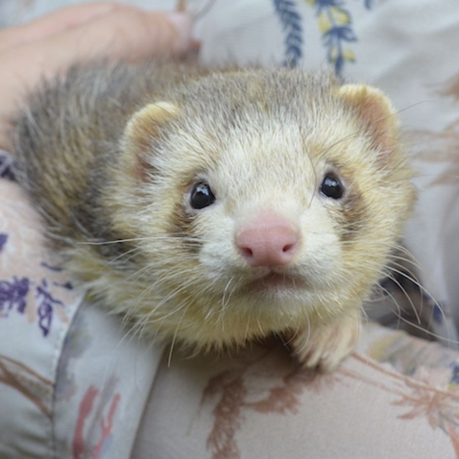 Pantalaimon Male Ferret in NSW PetRescue