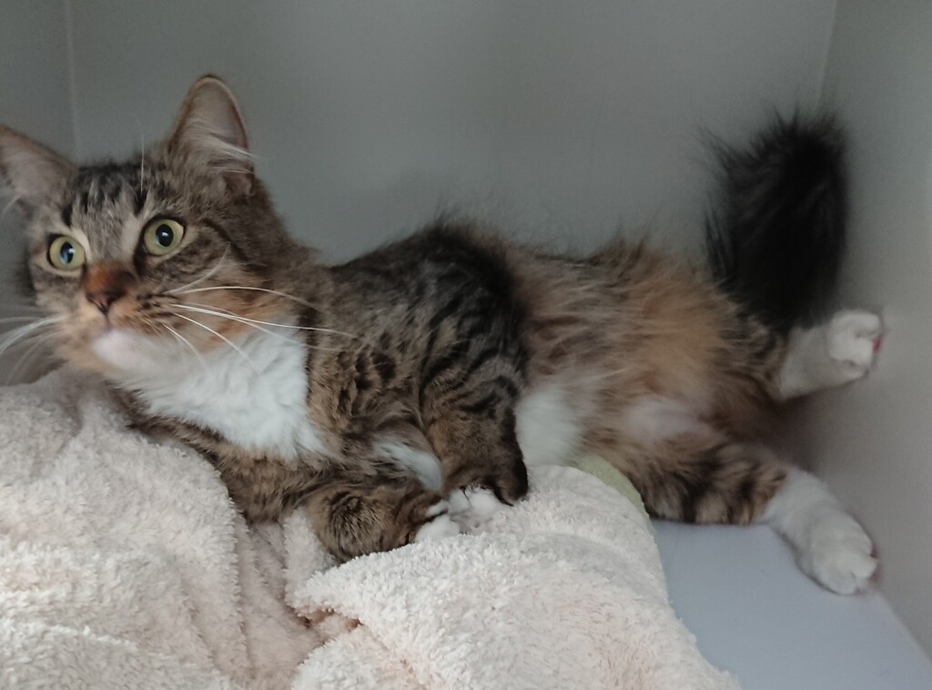 Percephony Rescued Persephone - Female Domestic Medium Hair Mix Cat in QLD - PetRescue