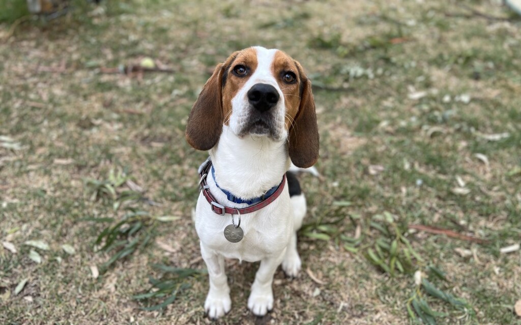 Master Bagels Large Male Beagle Mix Dog in VIC PetRescue