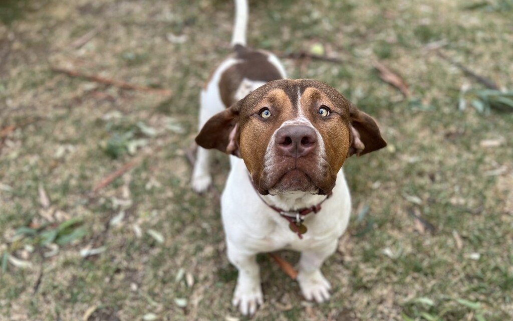 Dobby Large Male Basset Hound x American Staffy Mix Dog in VIC