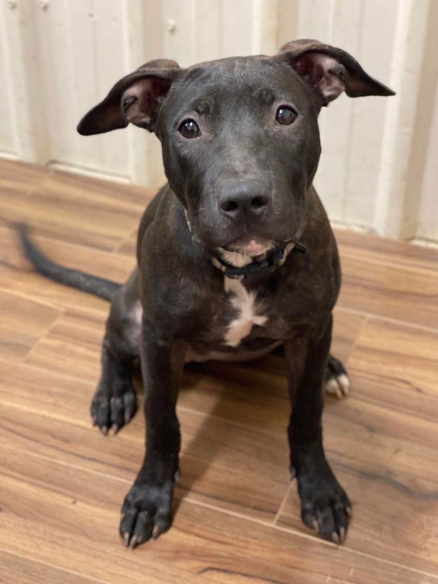Karma's Place Rescue - PetRescue Karma's Place Rescue - PetRescue