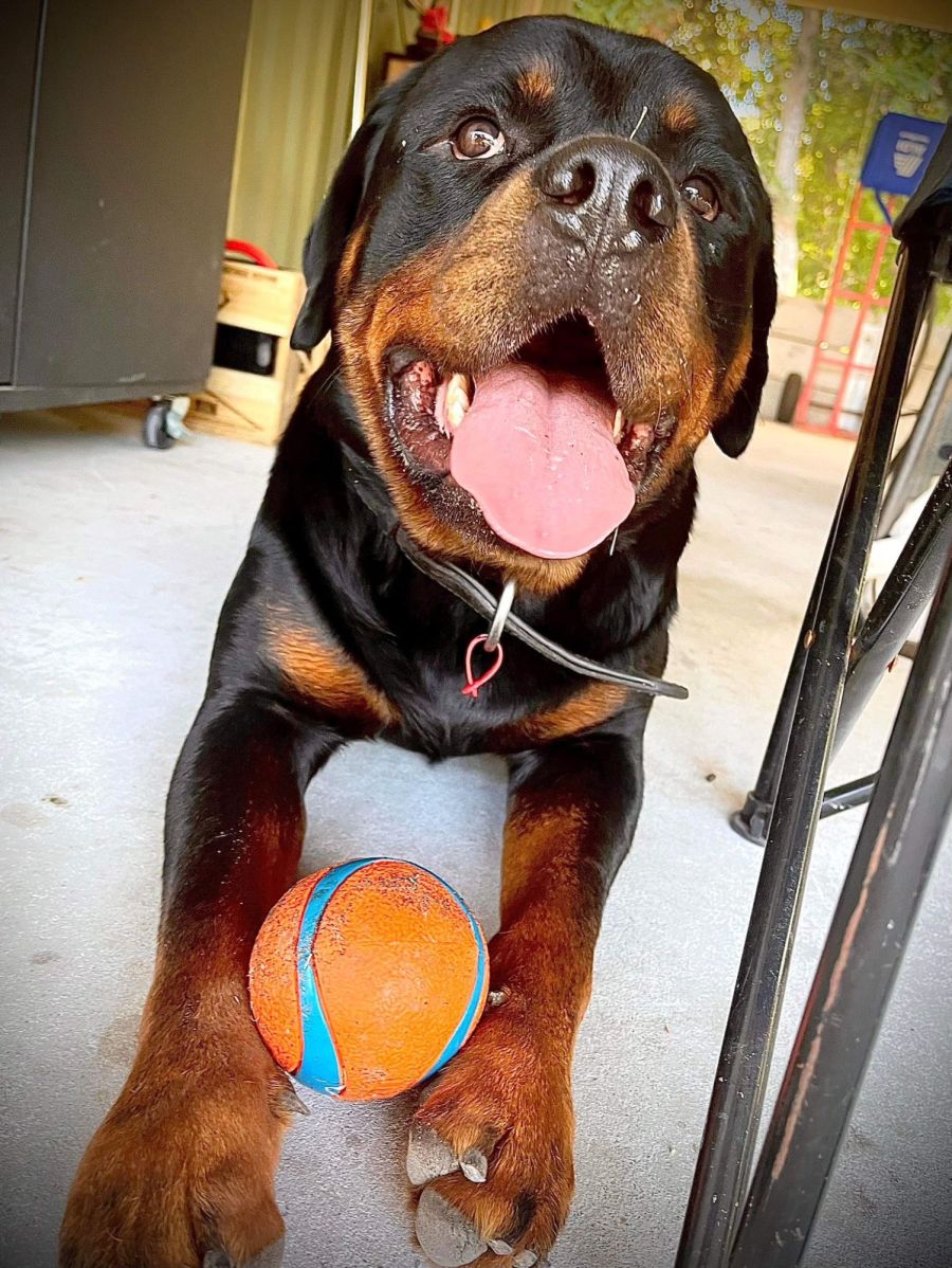 Zues - Medium Male Rottweiler Mix Dog in QLD - PetRescue