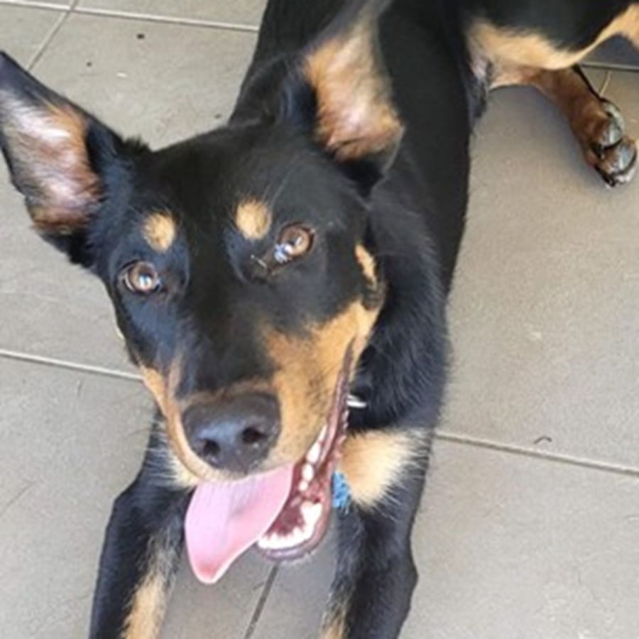 Newt Scamander Medium Male Kelpie Dog in QLD PetRescue