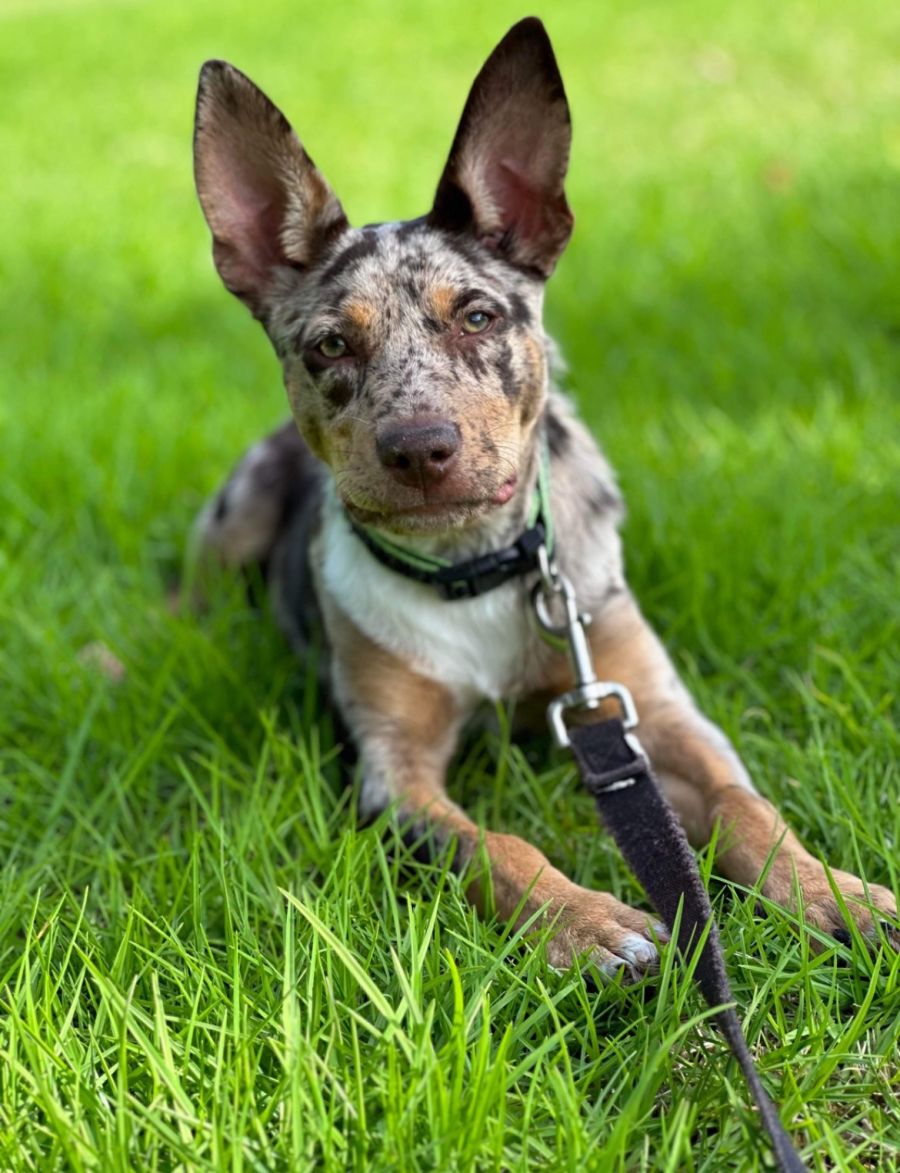Rhea Medium Female Kelpie x Koolie Dog in VIC PetRescue