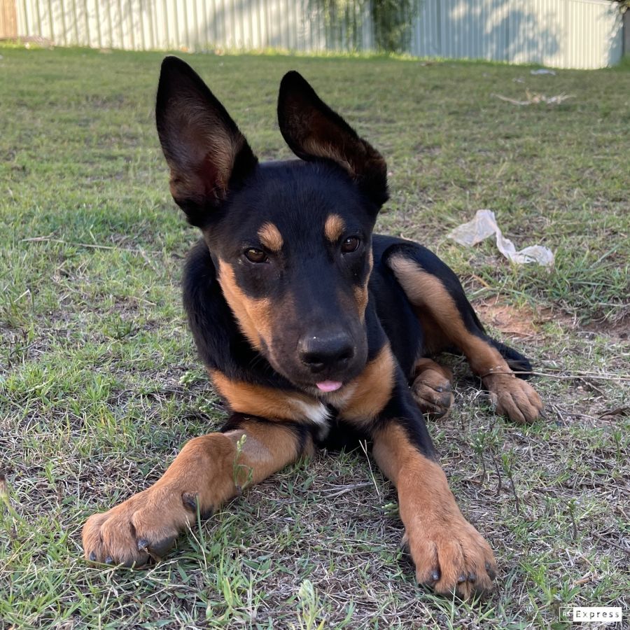 Oliver Medium Male German Shepherd x Kelpie Mix Dog in QLD PetRescue