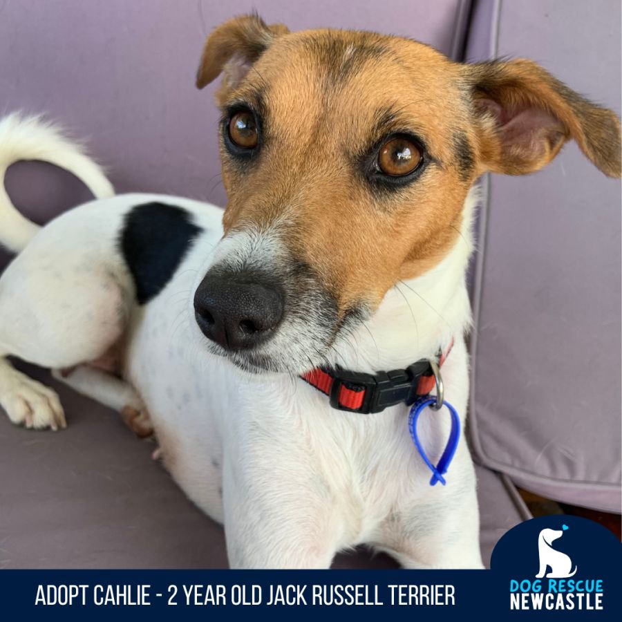 Cahlie 2 Year Old Jack Russell Terrier (Trial) Small Female Jack