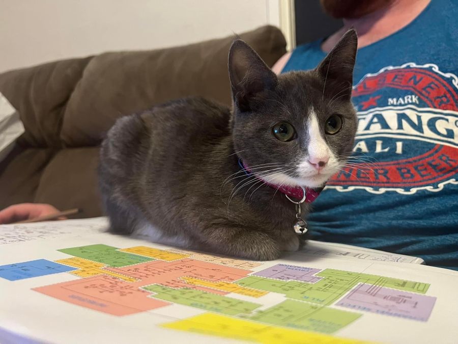 Rose Adopt me Petstock Hastings 19/03/23 Female Domestic Short