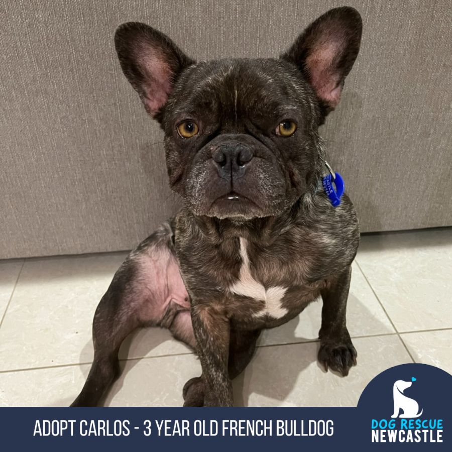How To Train A 3 Year Old French Bulldog