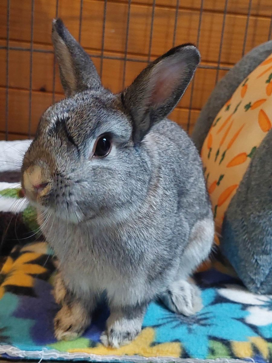 Male netherland dwarf rabbit sales