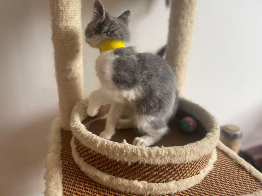 Finch meet me at Petstock Hastings 19/3/23 Male Domestic Medium