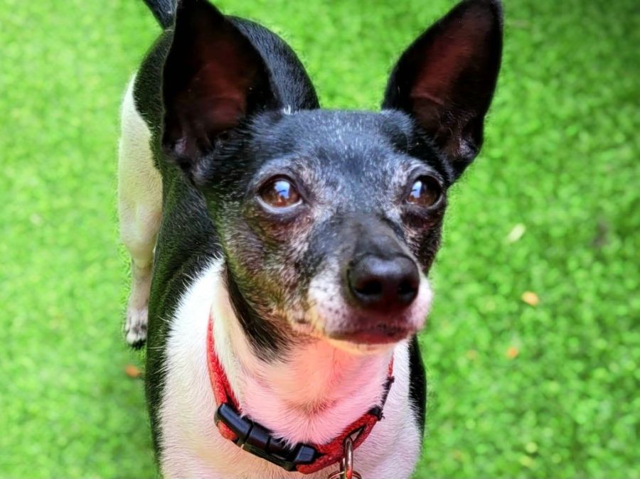 Charlotte Overton Small Female Chihuahua x Miniature Fox Terrier Mix Dog in VIC PetRescue