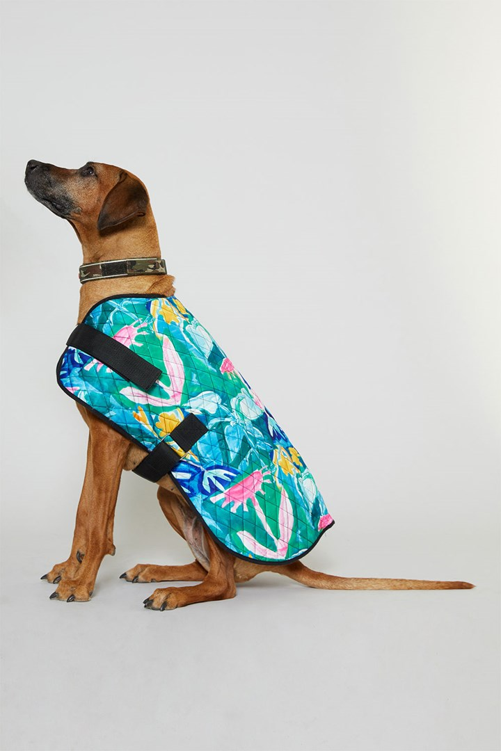 Zara, a large female dog wears a brightly coloured dog coat. 