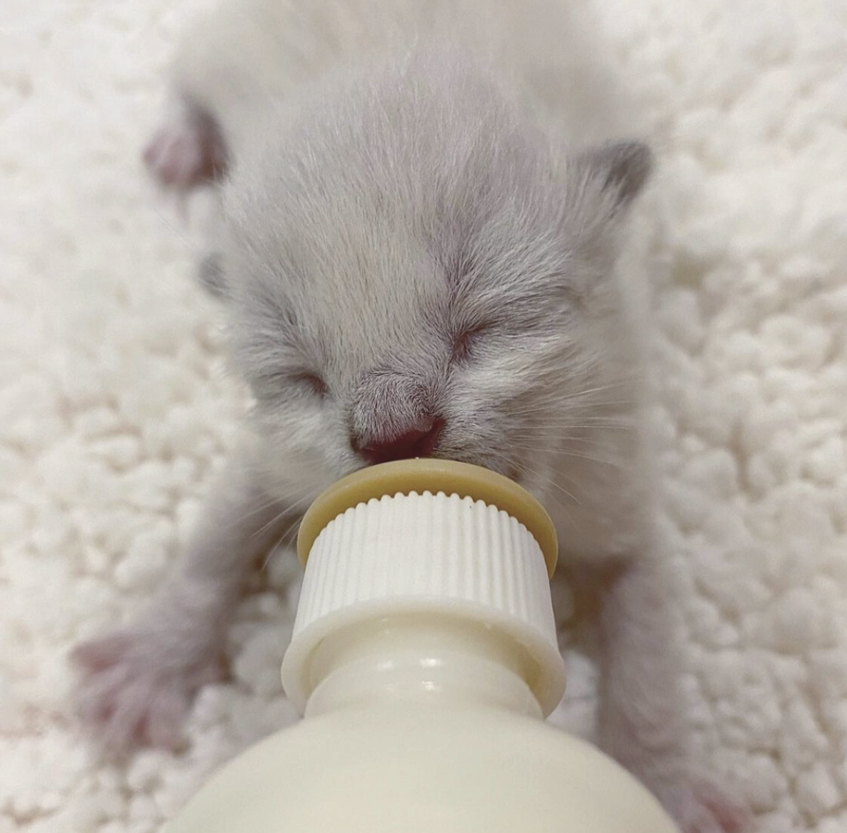 a newborn kitten being bottle-fed