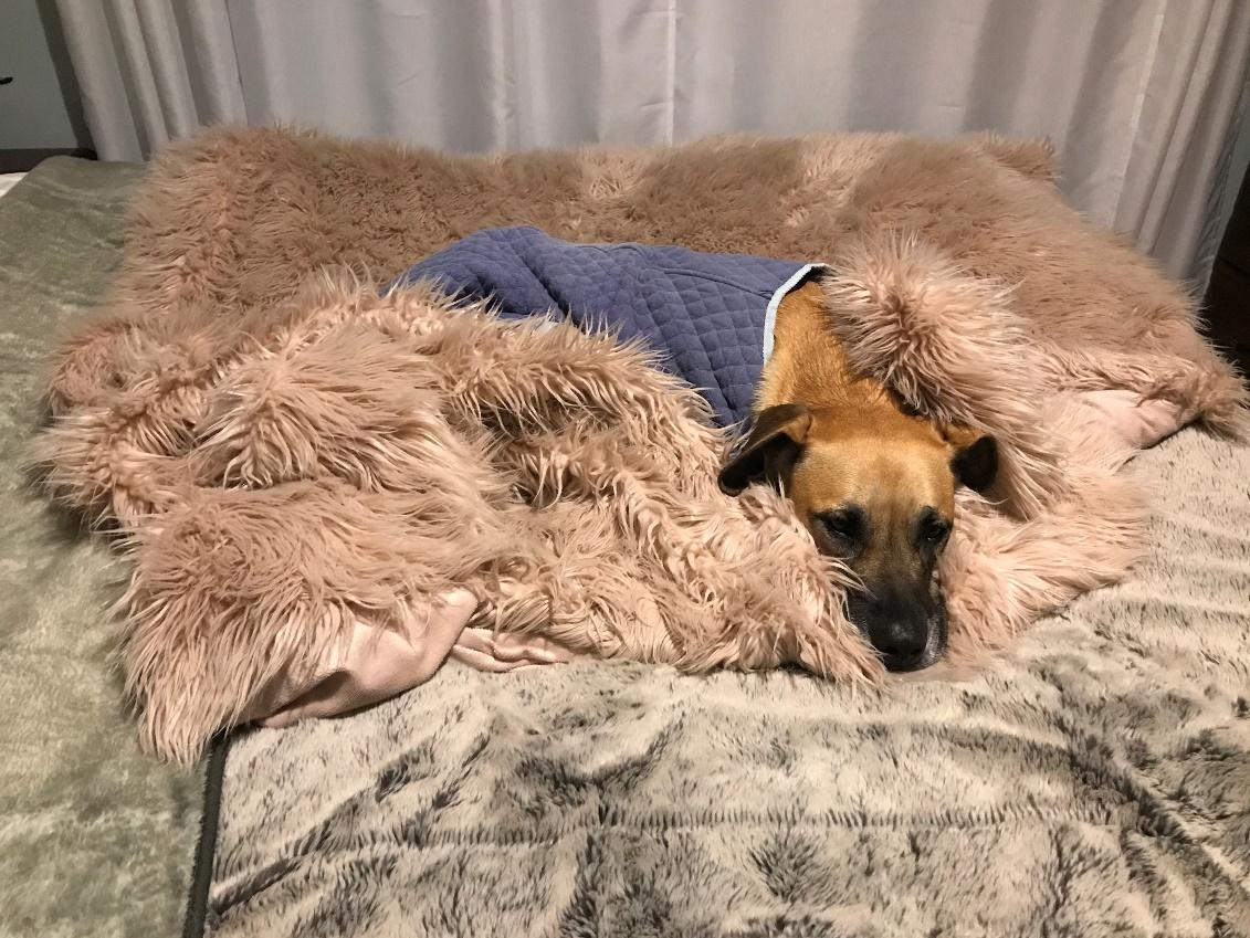 dog snuggled up on a rug