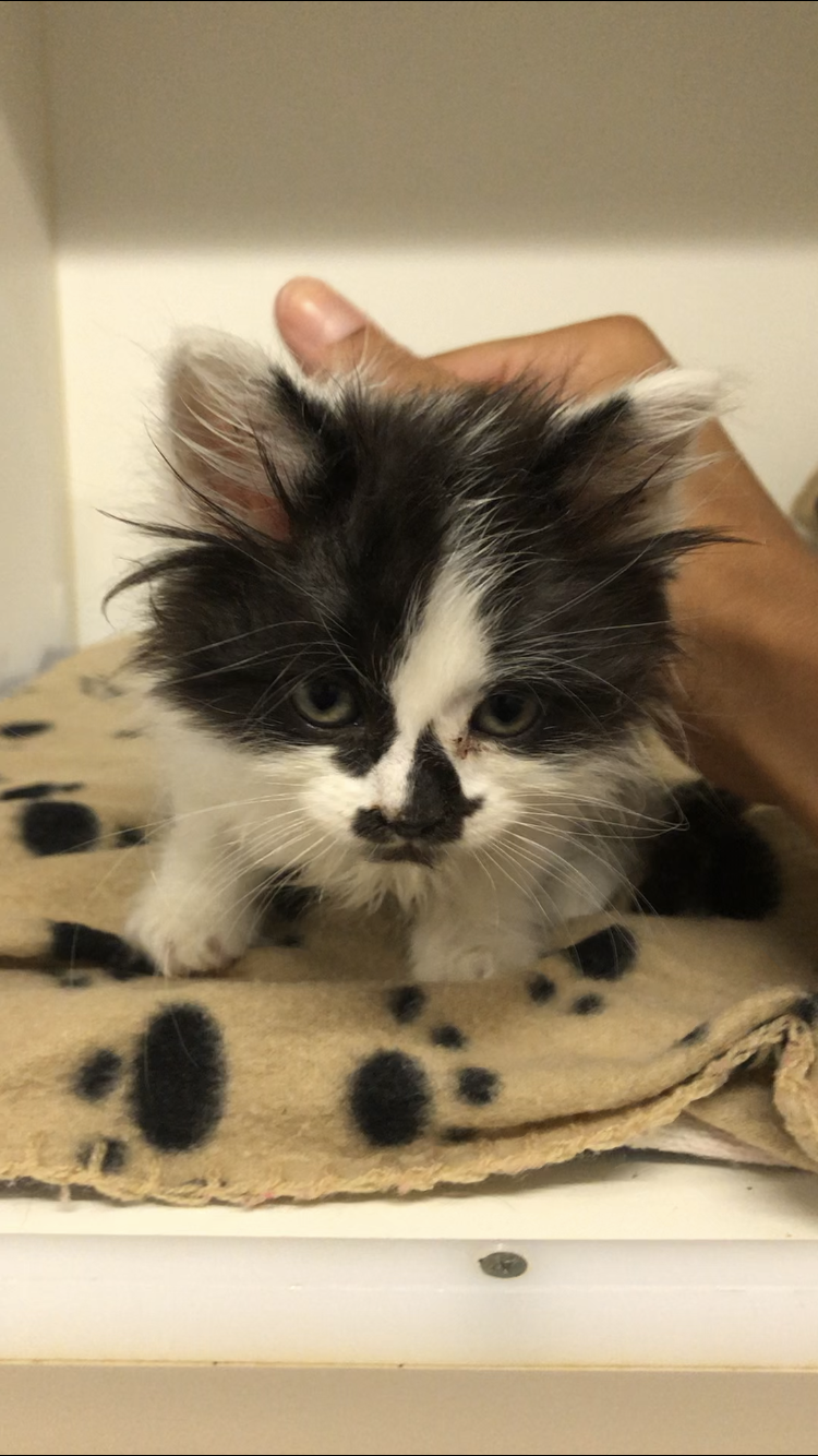 white kitten with black patch