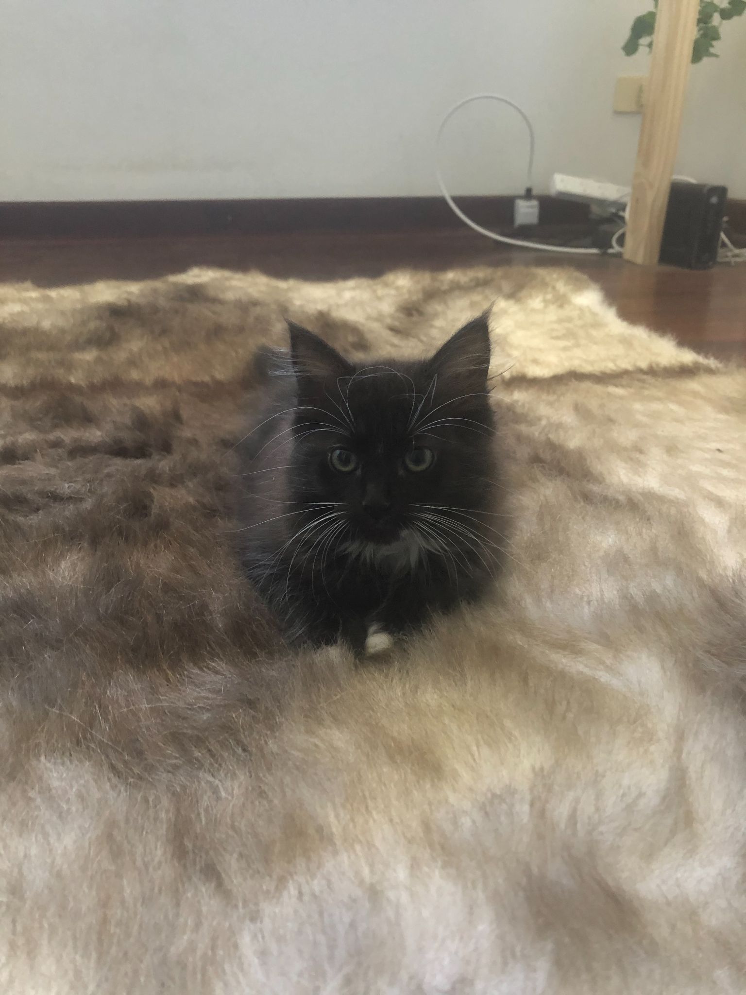 Little black kitten