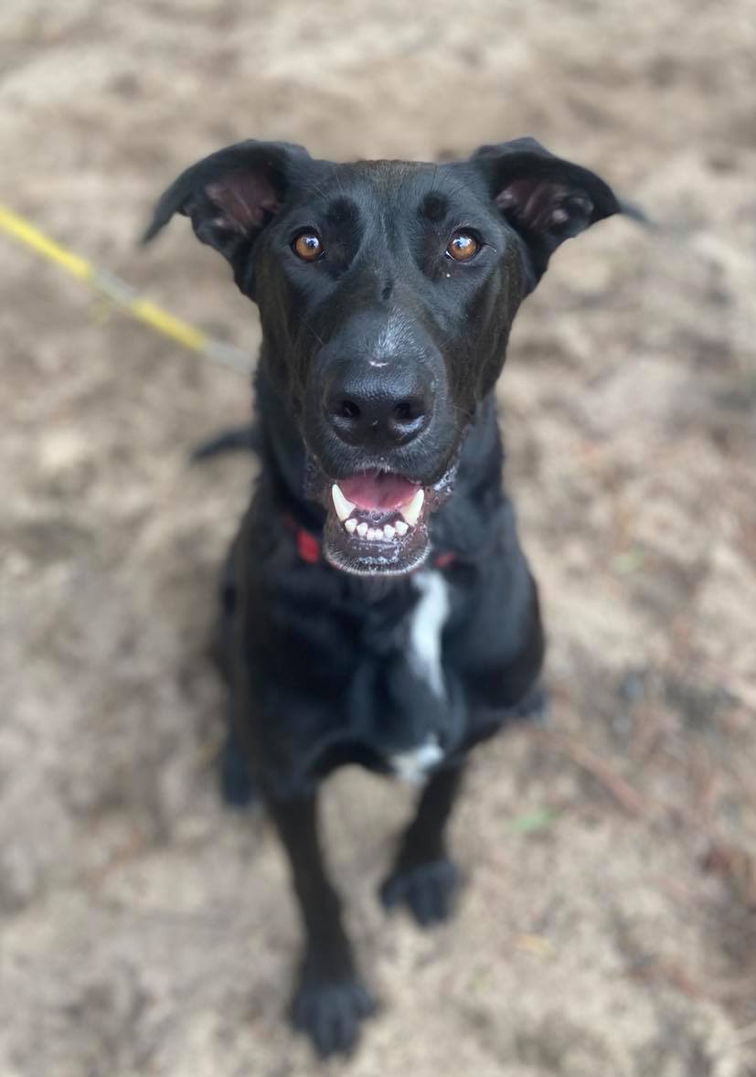 happy large black dog