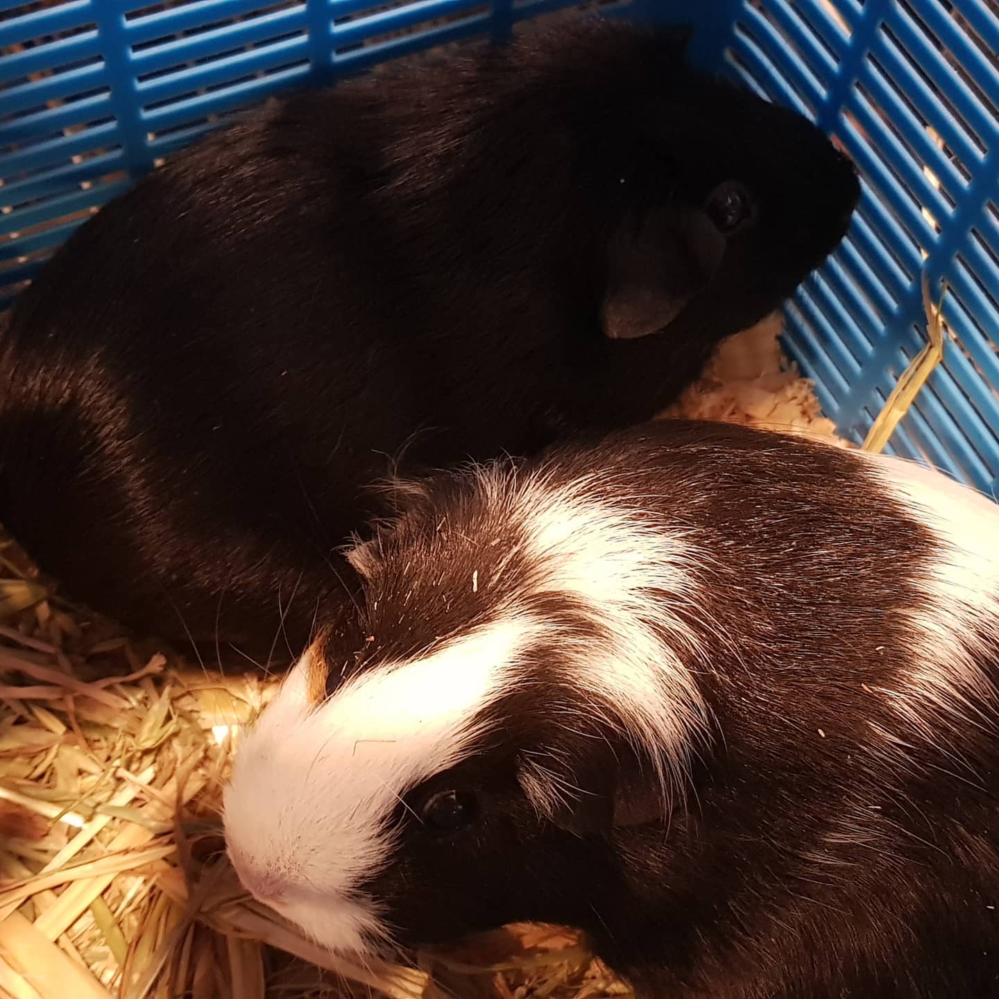 two guinea pigs