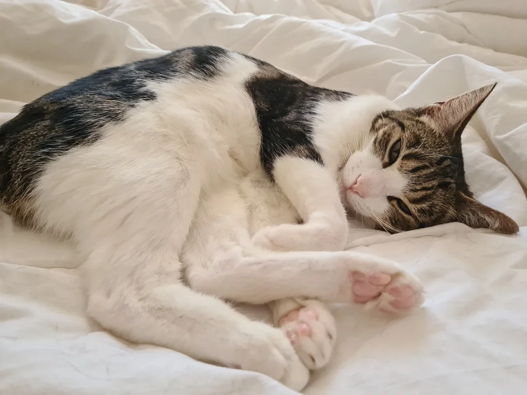cat snuggling on a bed