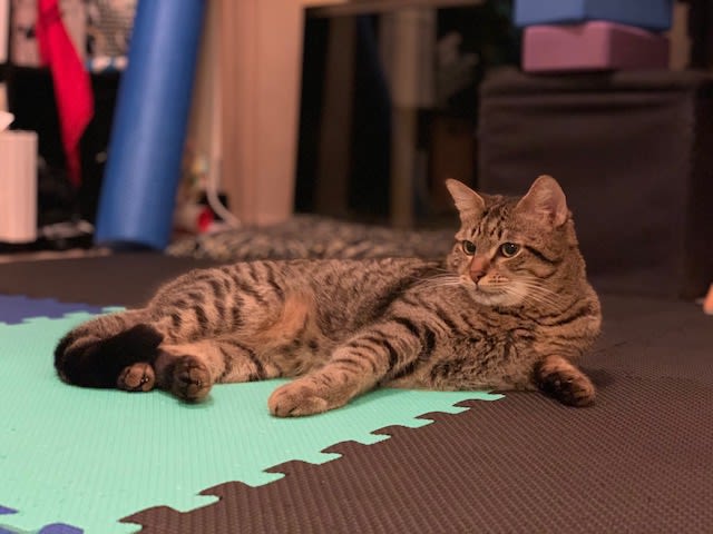 little cat laying on the floor