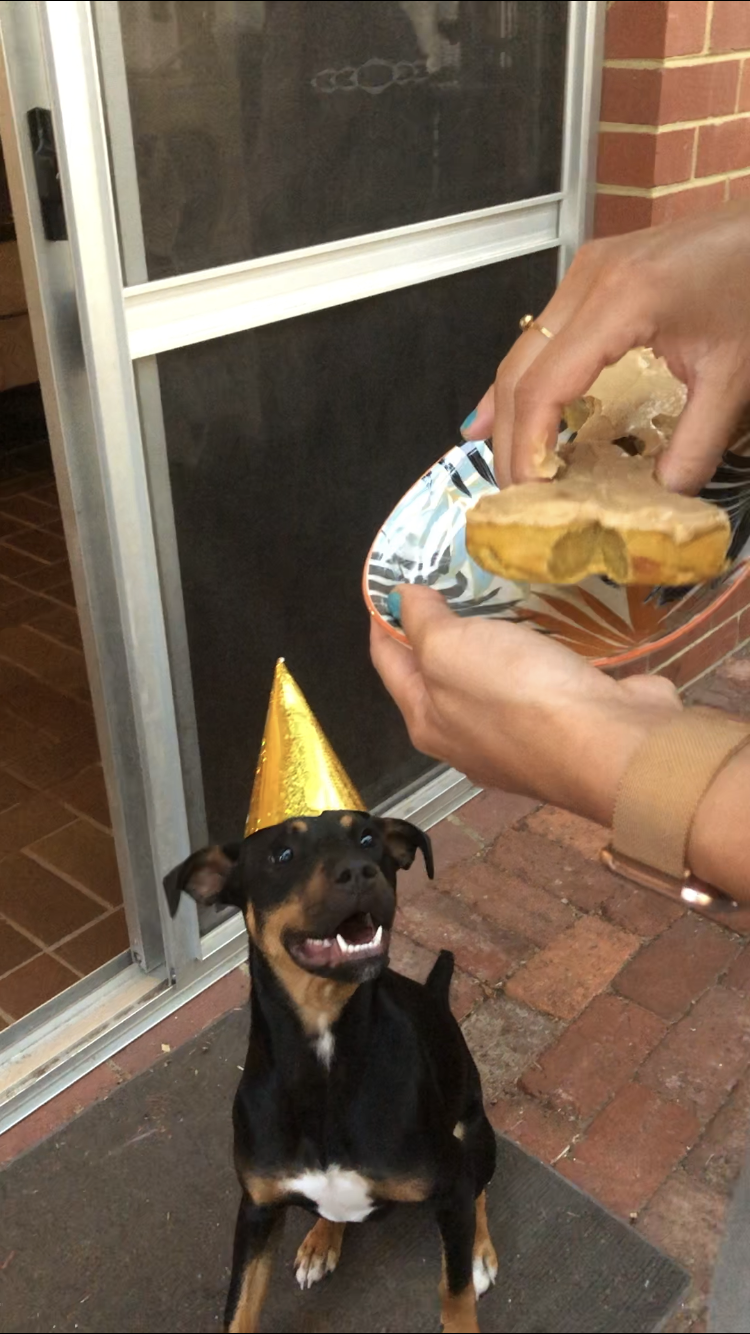 dog looking at treat